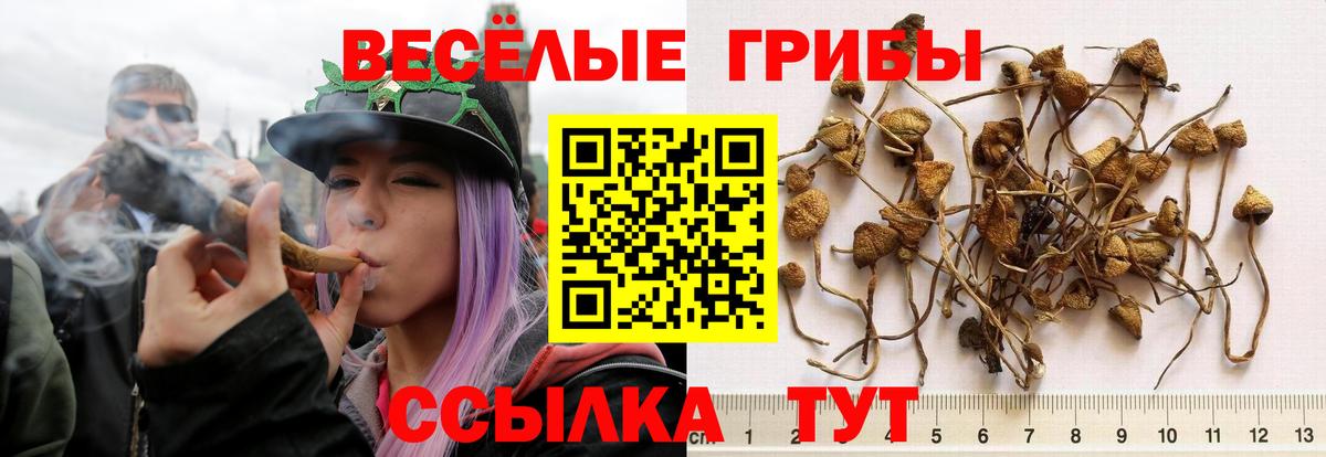 Галлюциногенные грибы GOLDEN TEACHER Каспийск